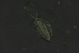 Pyritized Triarthrus Trilobite With Appendages - New York #129112-1